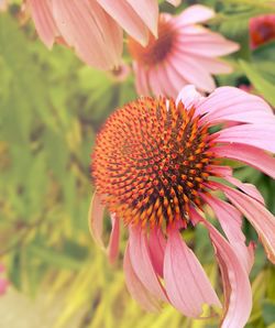 Close-up of pink flower