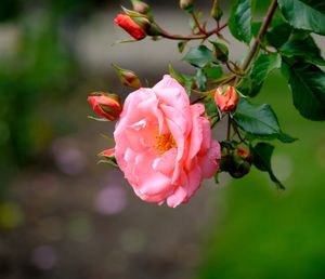 Close-up of pink rose