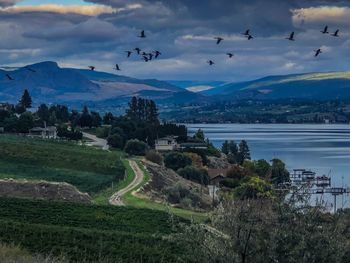 Flock of birds flying over landscape against sky