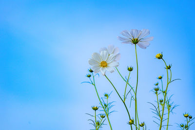 Low angle view of flowering plant against blue sky