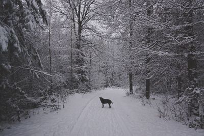 Dog on snow covered road in forest