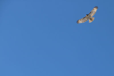 Low angle view of eagle flying against clear blue sky