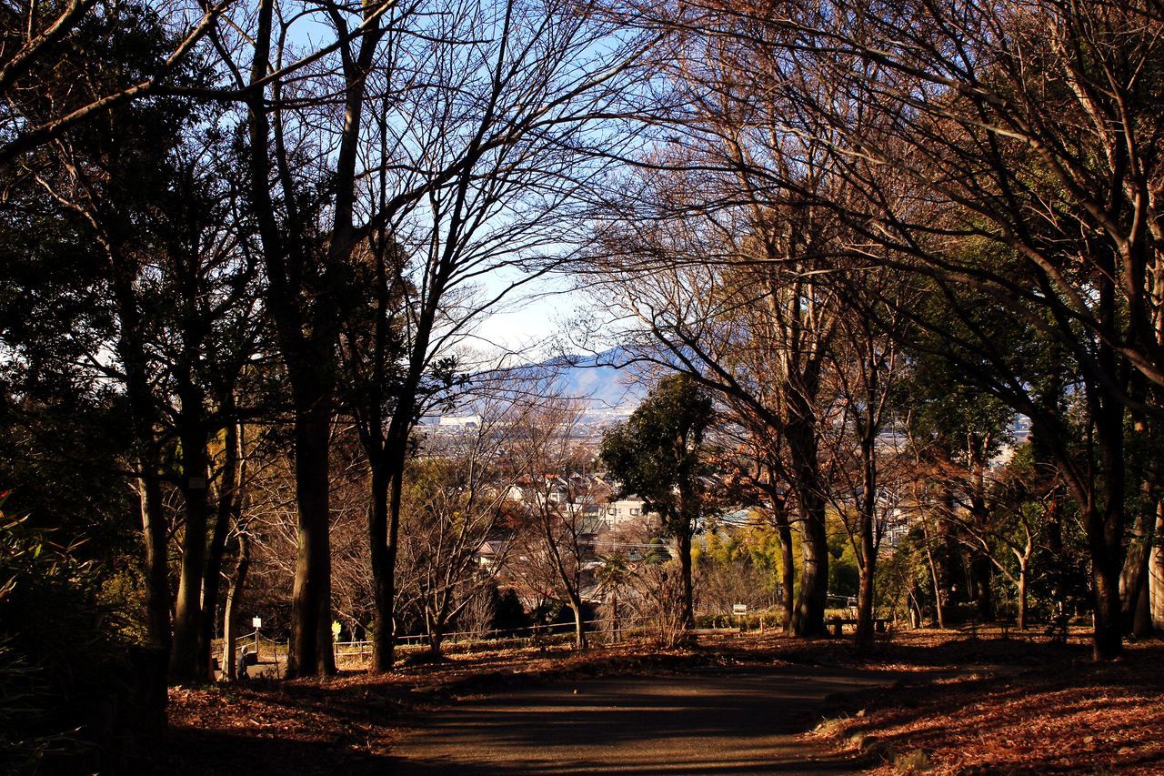 tree, plant, nature, autumn, morning, leaf, beauty in nature, tranquility, sunlight, no people, sky, forest, land, tranquil scene, the way forward, road, branch, scenics - nature, growth, outdoors, woodland, tree trunk, trunk, landscape, day, non-urban scene, natural environment, footpath, environment, shadow, transportation, rural area, park, bare tree