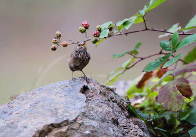 Close-up of bird perching on rock