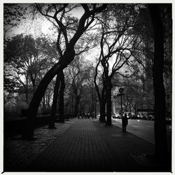 Road passing through trees