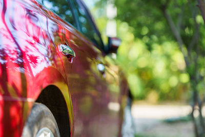 Close-up of insect on red car