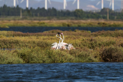 Bird on grass by lake