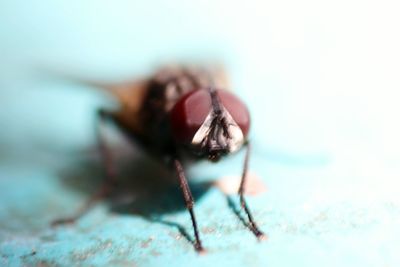 Close-up of insect