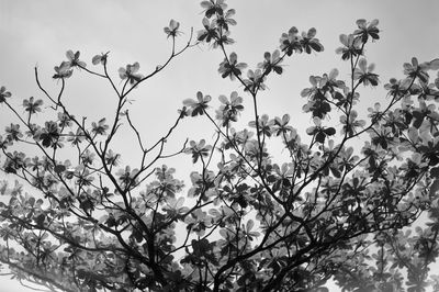 Low angle view of flowering plants on tree against sky