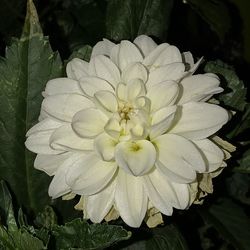 Close-up of white flower blooming outdoors