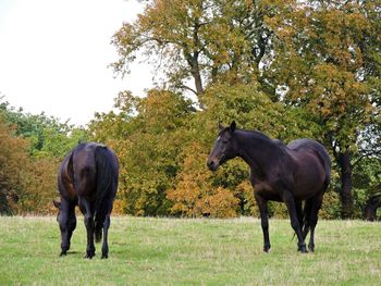 Horses on field against clear sky