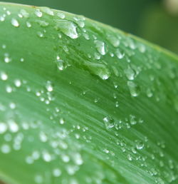 Full frame shot of raindrops on leaf