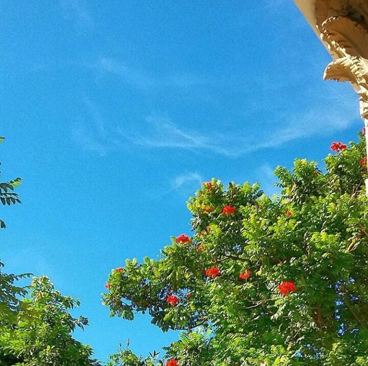 low angle view, tree, growth, day, blue, nature, beauty in nature, outdoors, no people, sky, flower, freshness