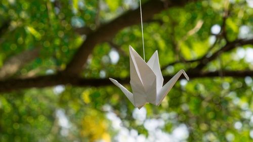 Close-up of white flower on tree