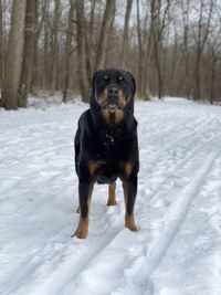 Dog standing on snow covered land