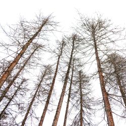 Low angle view of trees against sky