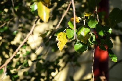 Close-up of grapes growing on tree