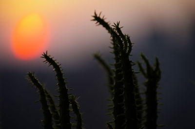 Close-up of plant against sky during sunset