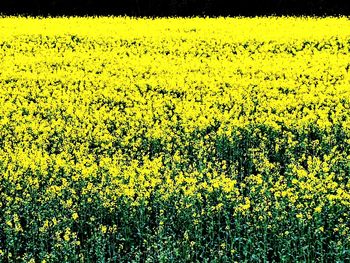 Scenic view of oilseed rape field