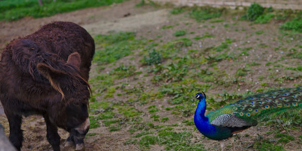 High angle view of peacock on field