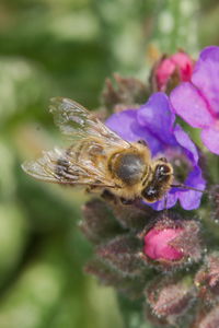 Close-up of bee pollinating on flower