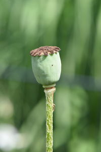 Close-up of bud growing on plant