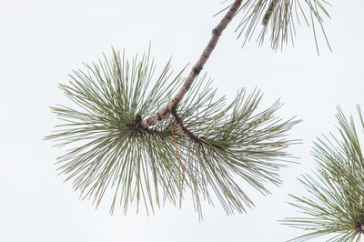 Low angle view of tree against sky