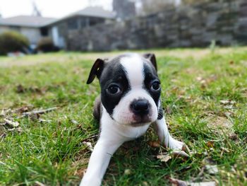 Close-up portrait of dog on field