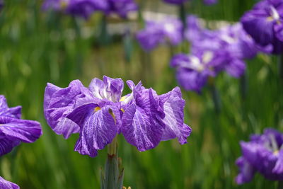 Close-up of purple iris flowers