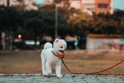 White dog in city