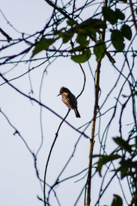 Low angle view of bird perching on branch against sky