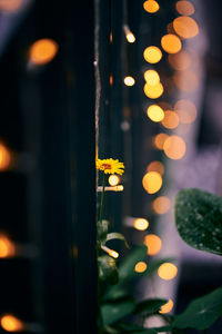 Close-up of yellow flowering plants at night