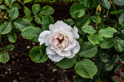 High angle view of white flowers blooming outdoors