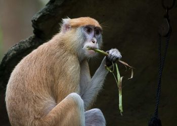 Close-up of monkey eating twig