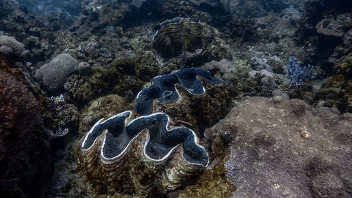 Giant clams at pagkilatan