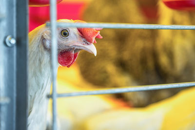 Close-up of chicken bird in cage at poultry farm