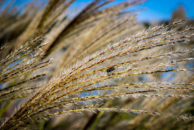 Close-up of crops on field against sky