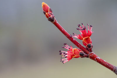 Close-up of pink rose flower bud