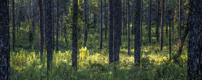 Pine trees in forest