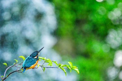 Close-up of bird perching on plant