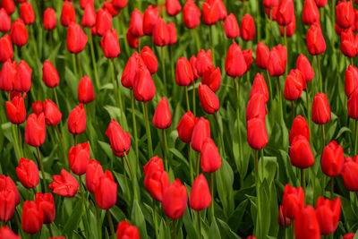 Full frame shot of red tulips in field