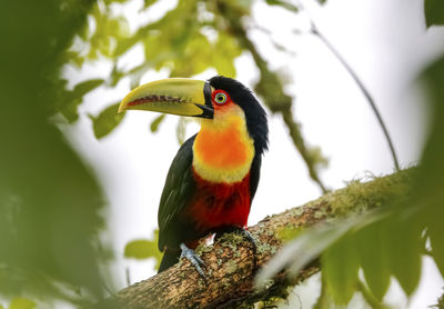 Close-up of bird perching on tree