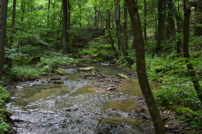 Stream in forest