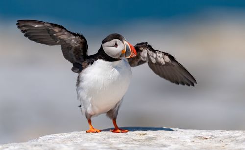 Close-up of puffin