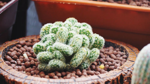 High angle view of potted plant