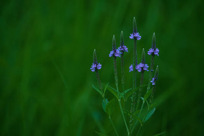 Close-up of purple flowering plants