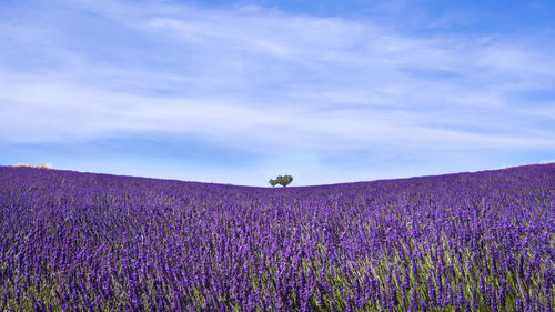Scenic view of purple flowering plants on field against sky