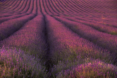 Full frame shot of lavender growing in field