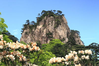 Low angle view of flowering plants against clear blue sky