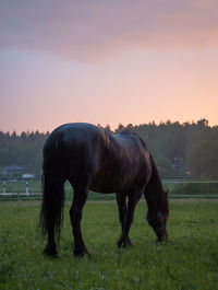 Horse grazing on grassy field against sky